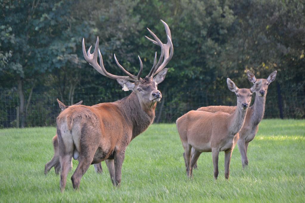 Ballinwillin House Mitchelstown Esterno foto